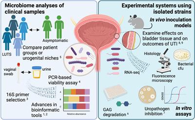 Editorial: The urogenital microbiota in urinary tract diseases